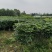 幸福树，1.5米高4加盆