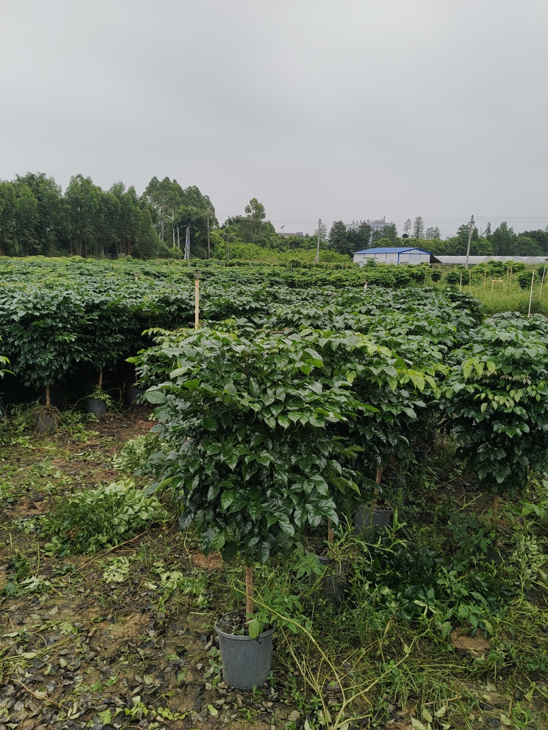 幸福树，1.5米高4加盆