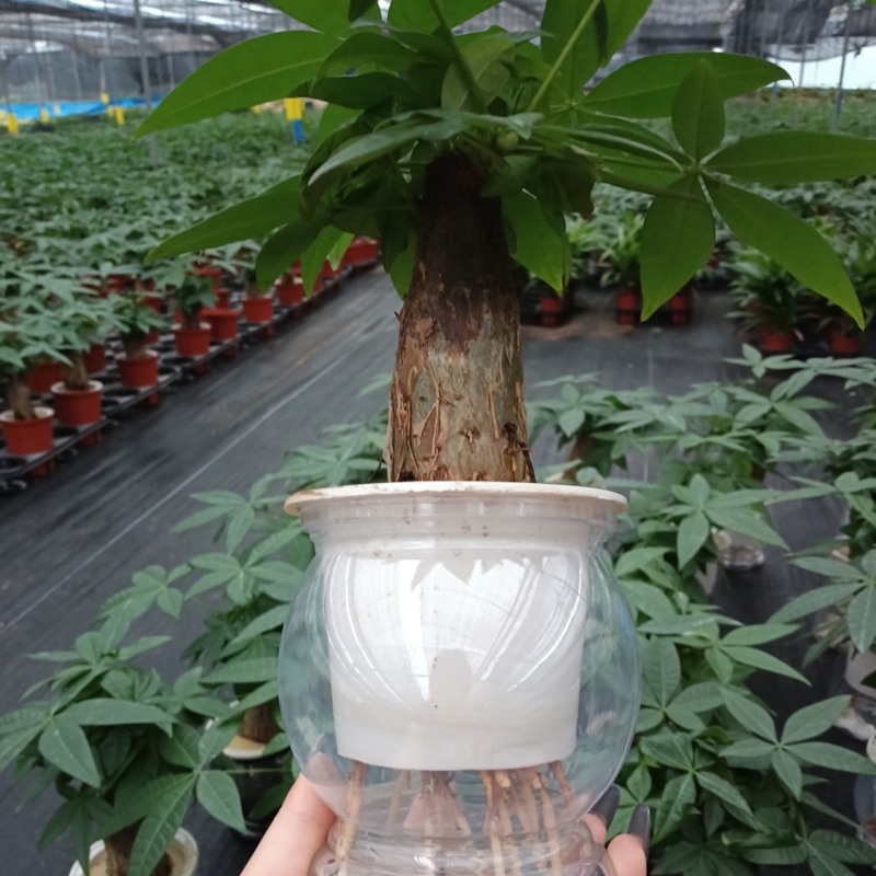 单杆水培发财树