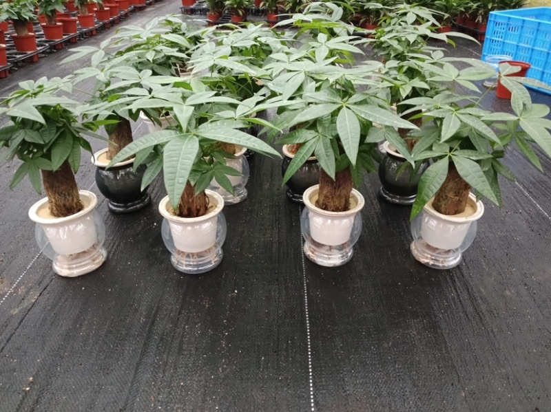 单杆水培发财树