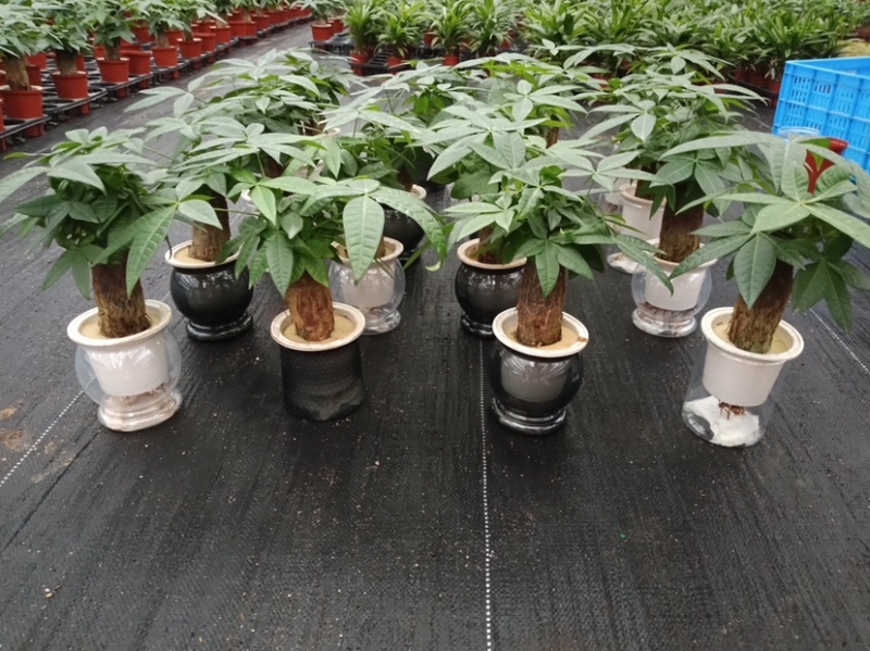 单杆水培发财树