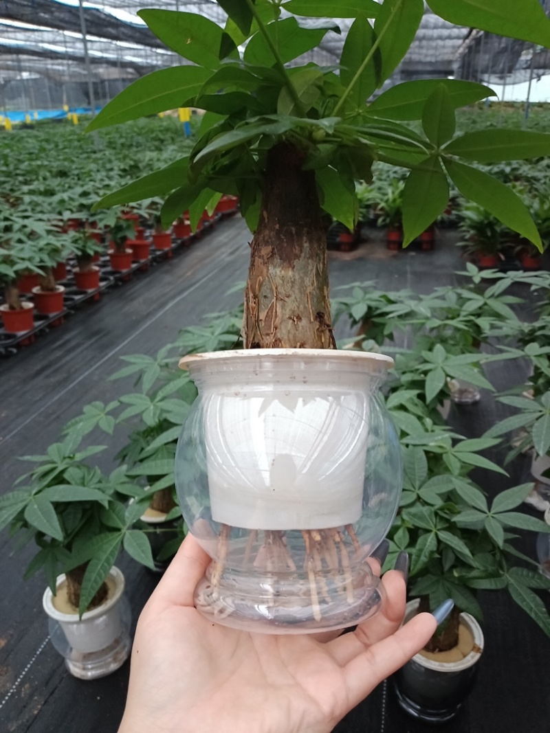单杆水培发财树