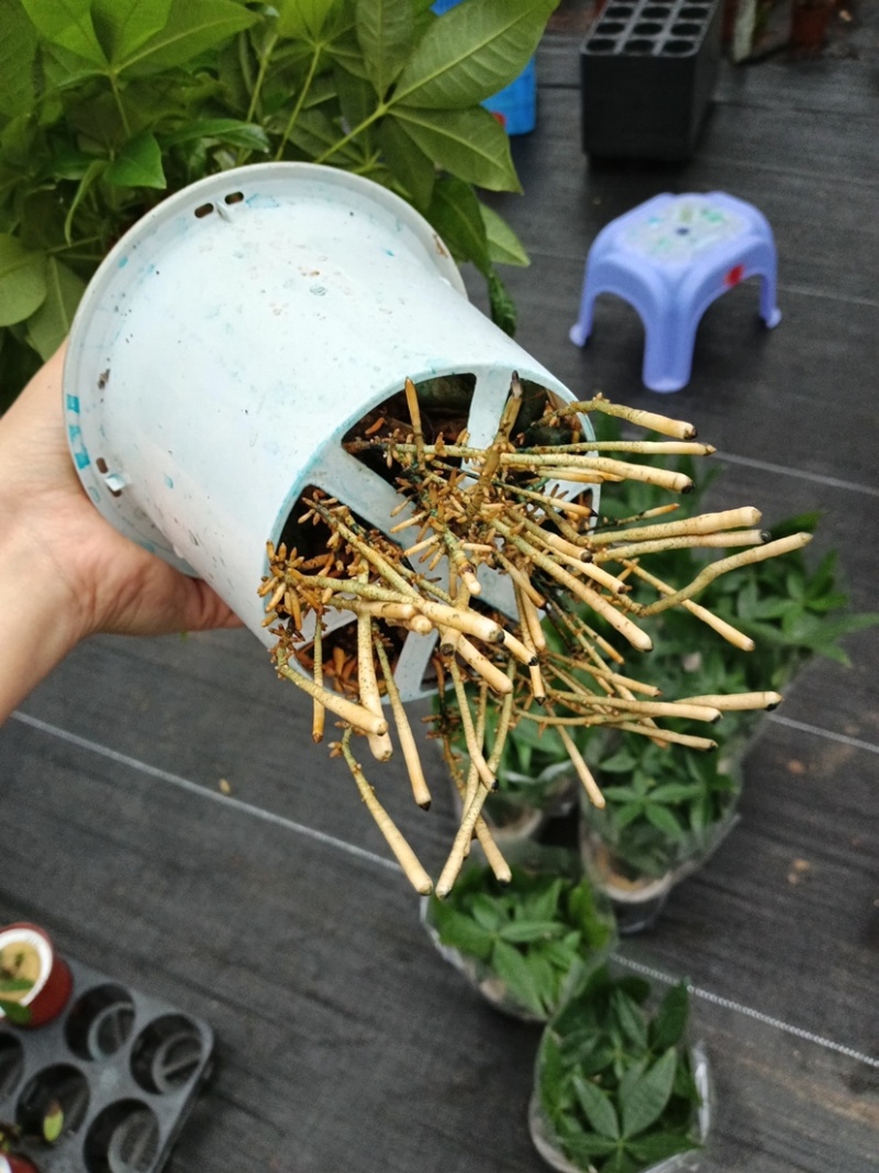单杆水培发财树