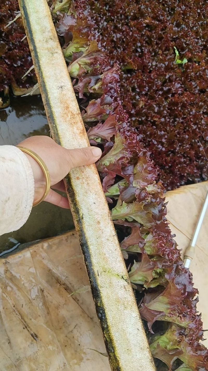 云南嵩明县紫叶生菜苗根系发达成活率高基地直发