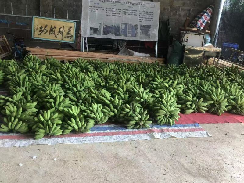 广西大芭蕉牛角蕉产地直供