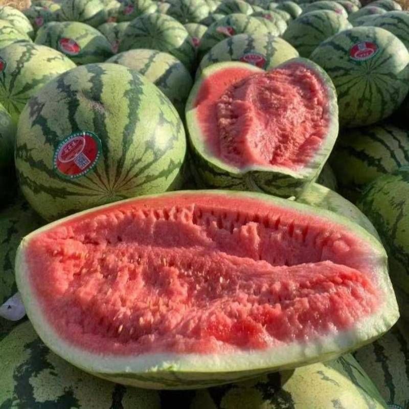 （金城5号）宁夏西瓜/石头瓜/品种齐全/保质保量发货