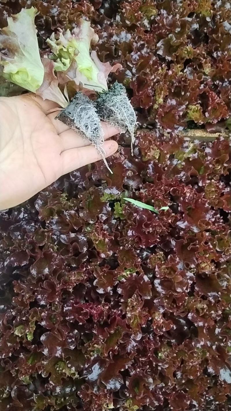 云南嵩明县紫叶生菜苗根系发达成活率高基地直发