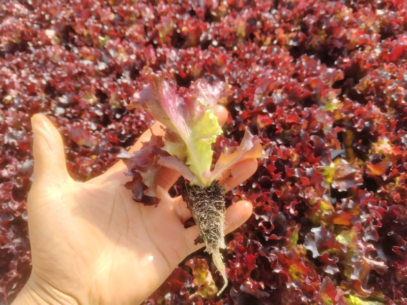 云南嵩明县紫叶生菜苗根系发达成活率高基地直发