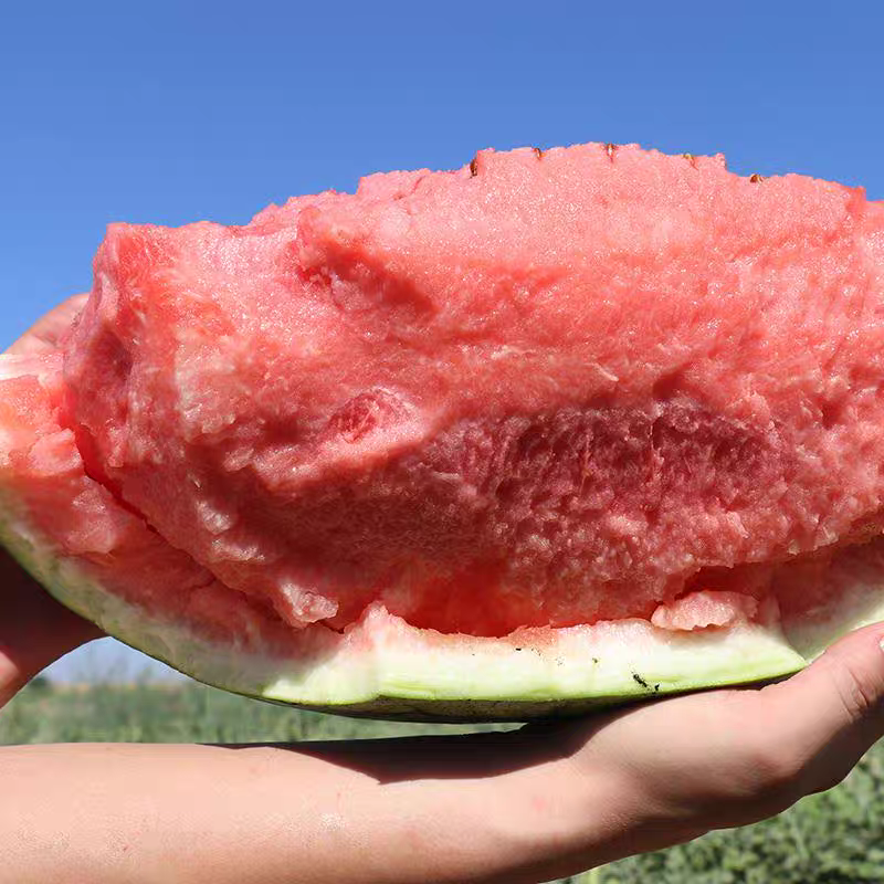 （金城5号）宁夏西瓜/石头瓜/品种齐全/保质保量发货