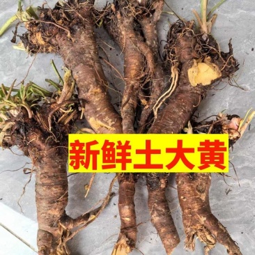 新鲜土大黄，各品质，货源充足，欢迎咨询。