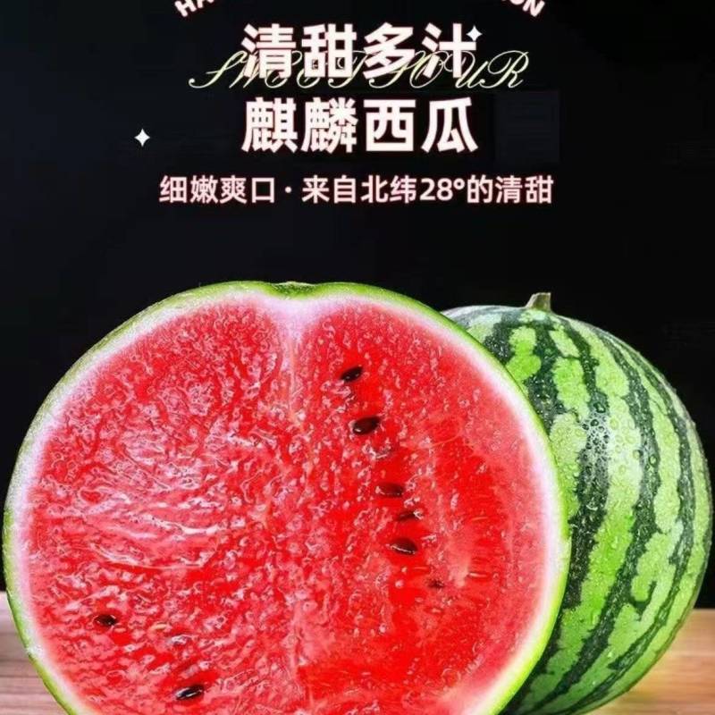 山东临沂麒麟西瓜大量上市产地一手货源欢迎随时联系