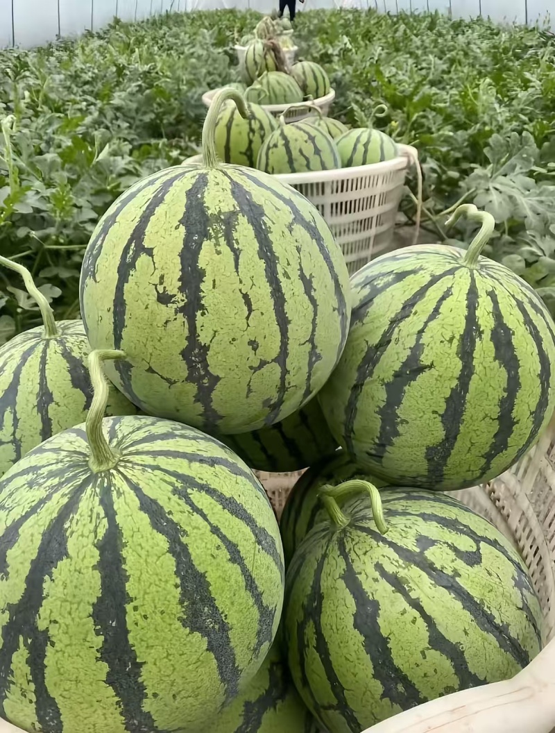 山东临沂麒麟西瓜大量上市产地一手货源欢迎随时联系