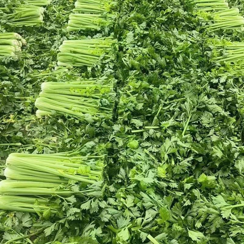 江苏现采精品西芹