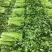 江苏现采精品西芹