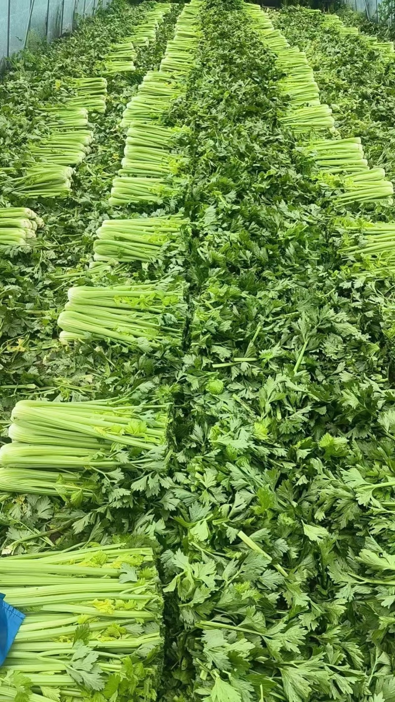 江苏现采精品西芹