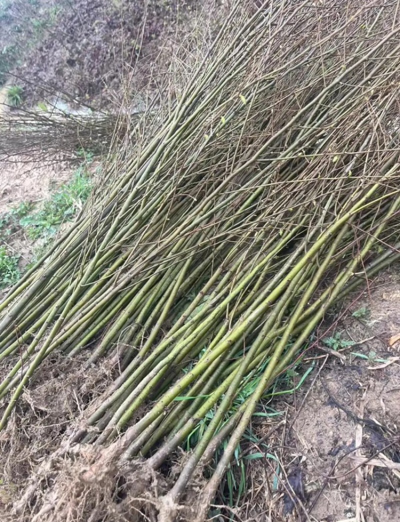 正宗榉树苗榉树小苗（基地自产自销，没有中间商，价格实惠）