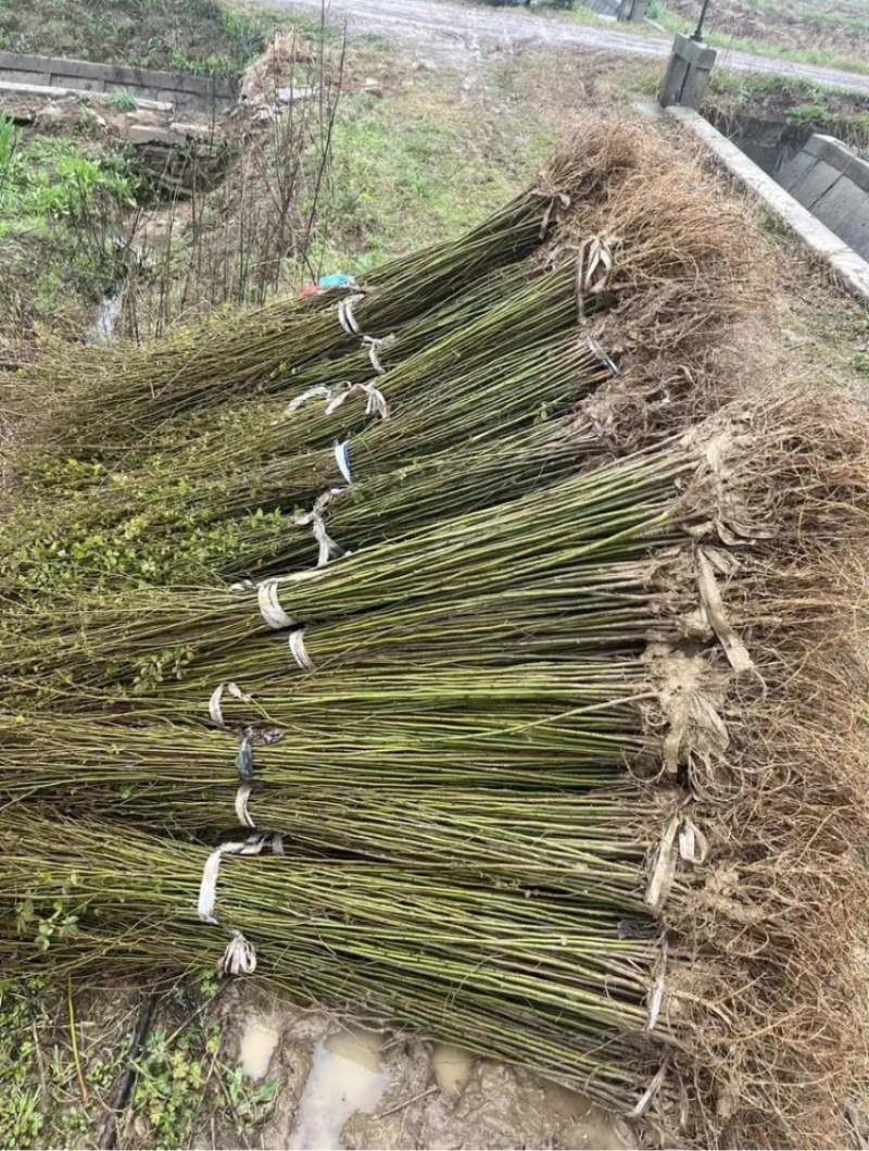 正宗榉树苗榉树小苗（基地自产自销，没有中间商，价格实惠）