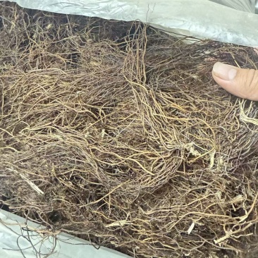 威灵仙个子非种植可零售