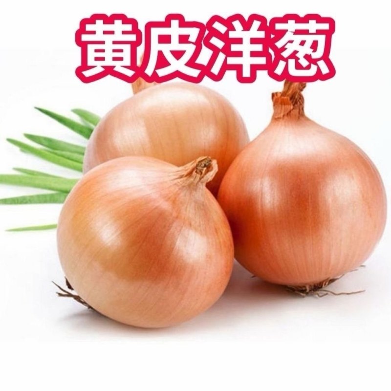 河南黄皮洋葱，货源充足质量保证当季新货上市，个头均匀