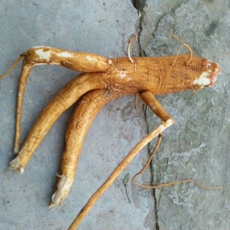 商陆鲜货，大量现货，高品质，新鲜欢迎咨询
