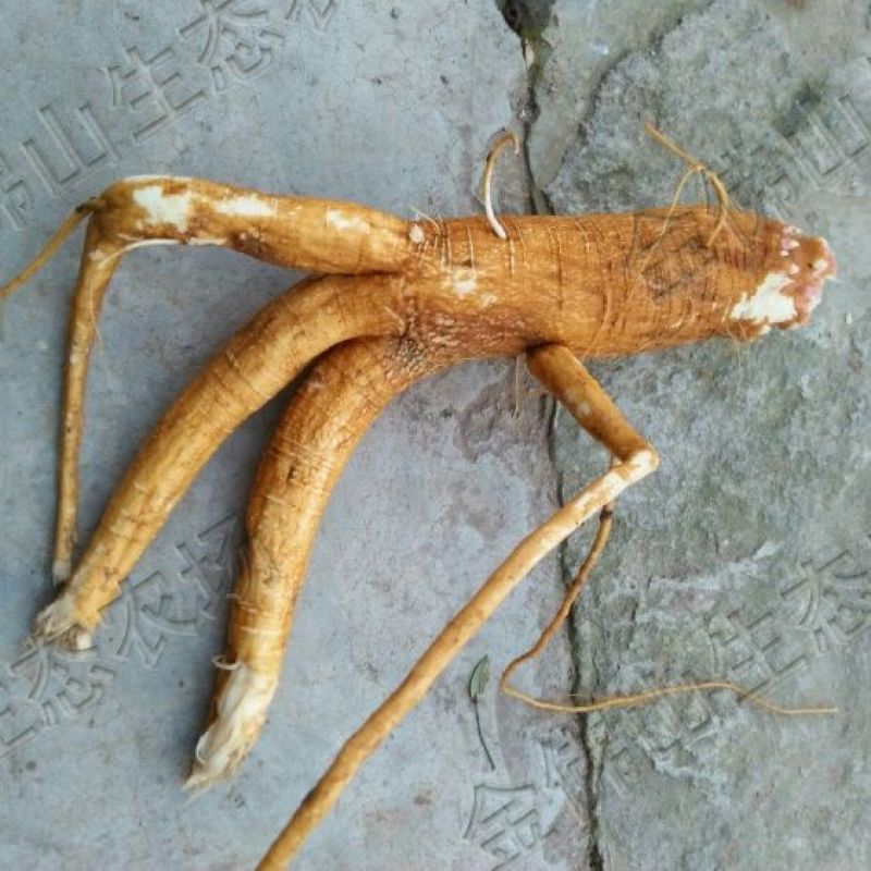 商陆鲜货，大量现货，高品质，新鲜欢迎咨询