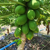 大青红心木瓜