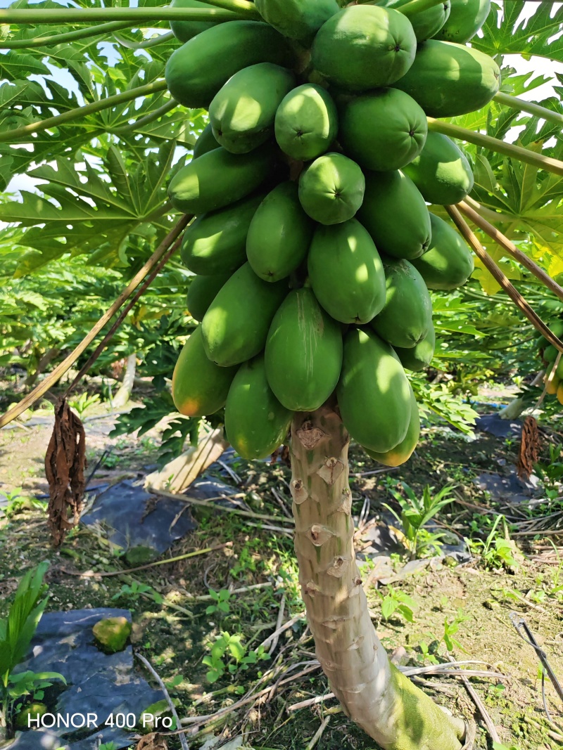 大青红心木瓜
