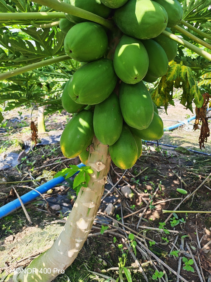 大青红心木瓜