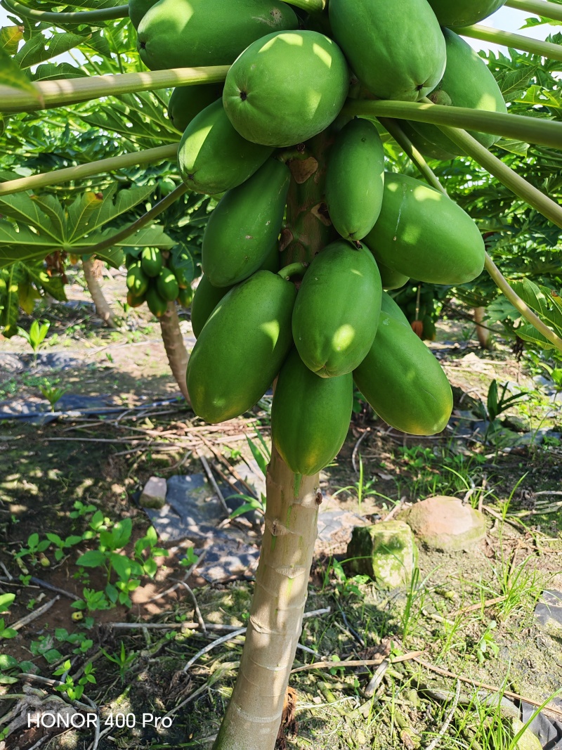大青红心木瓜