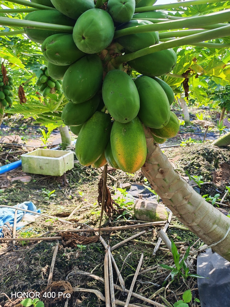 大青红心木瓜