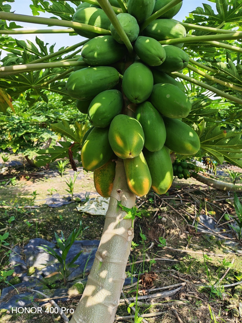 大青红心木瓜