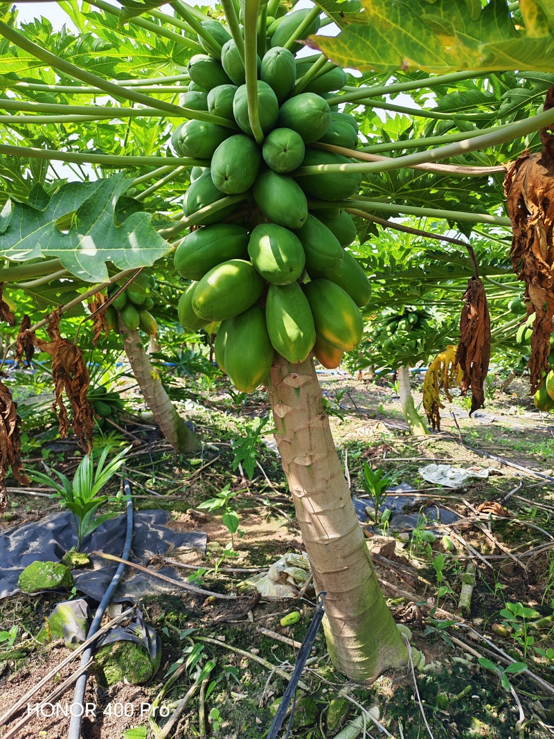 大青红心木瓜