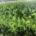 大棚无土基质栽培的空心菜（通菜），俄罗斯泥炭栽培