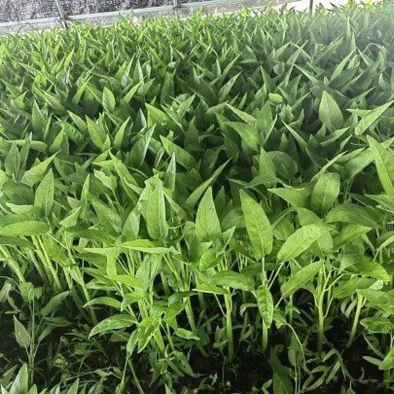 大棚栽培的空心菜（通菜）