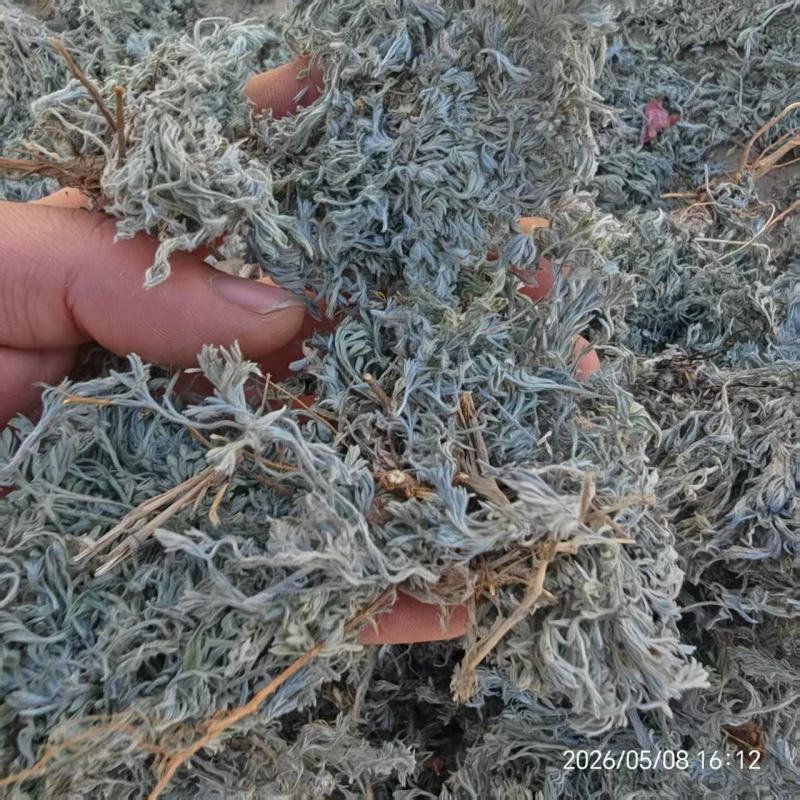 干茵陈，产地大量发货，对接全国各地客户，欢迎咨询