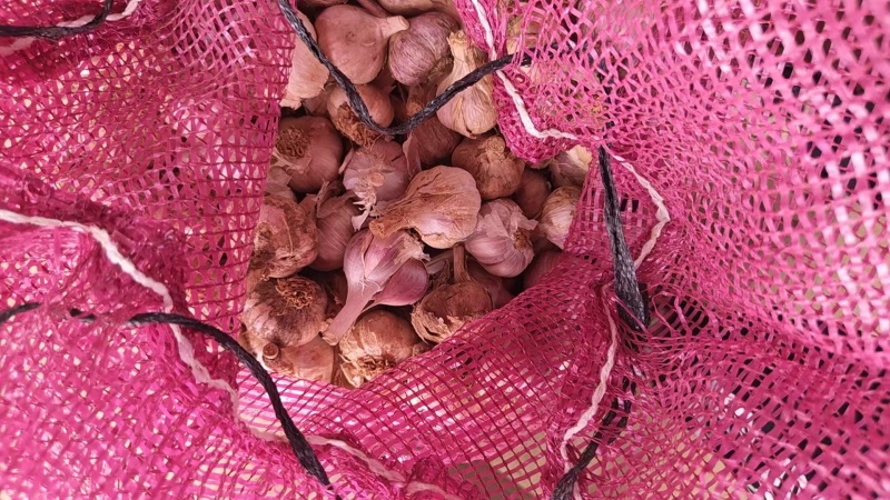 云南大理干紫皮蒜大量上市产地直发量大从优欢迎来电