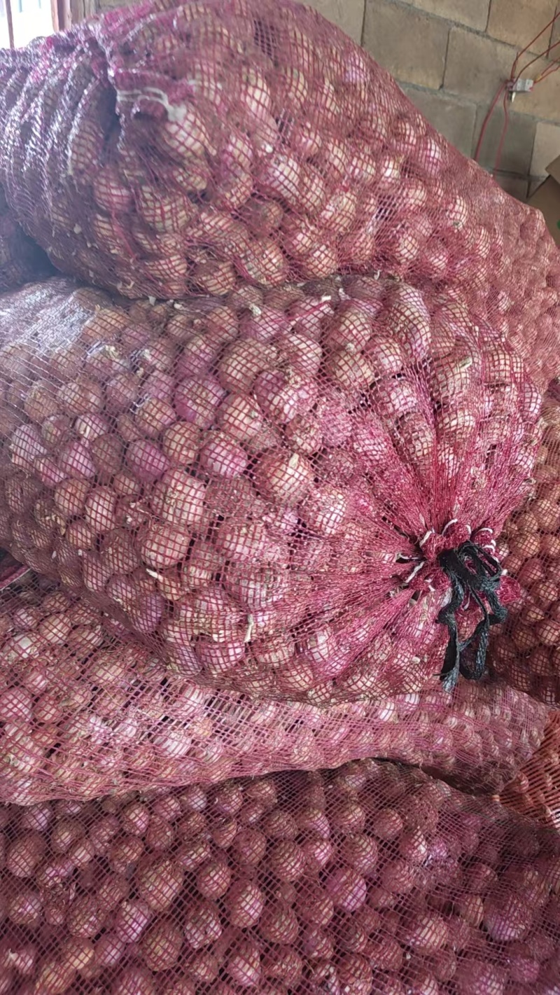 云南大理干紫皮蒜大量上市产地直发量大从优欢迎来电