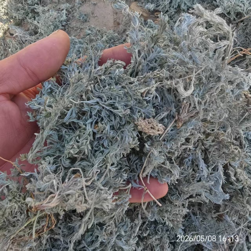干茵陈，产地大量发货，对接全国各地客户，欢迎咨询