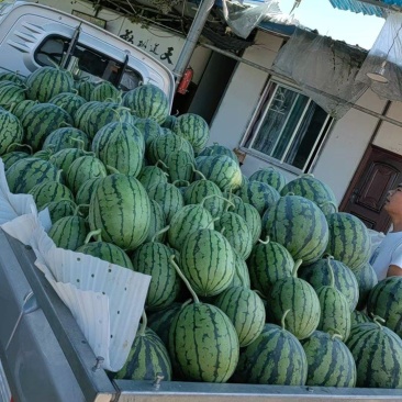自家大棚自家大棚车儿装起走本地大棚无