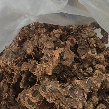 野生八角莲水洗干货新货质量保证