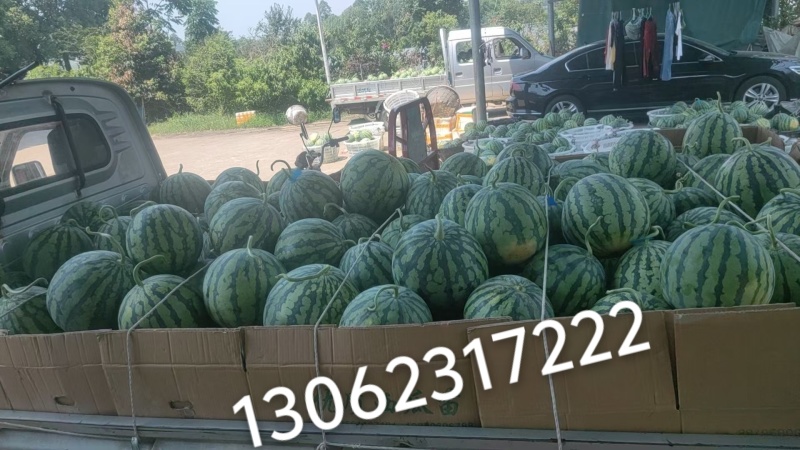 自家大棚自家大棚车儿装起走本地大棚无