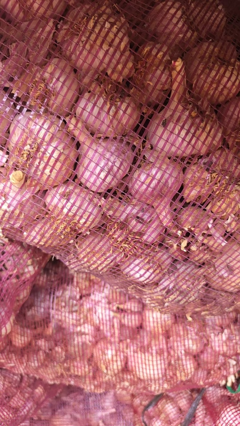 云南独头蒜，紫皮蒜大量接单品质保证欢迎来电咨询