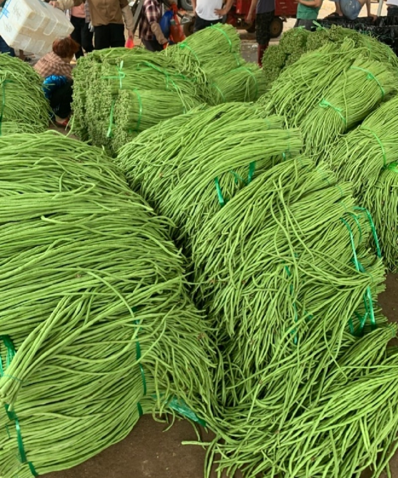 广东长豆角，产地现摘直发，量大质优，全国发货。