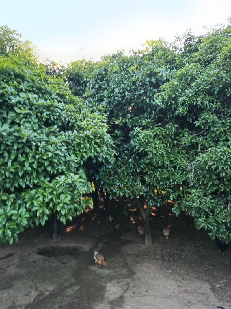 **八月桂花树