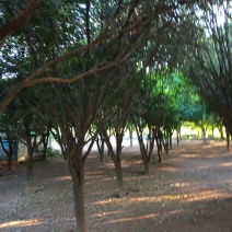 **八月桂花树