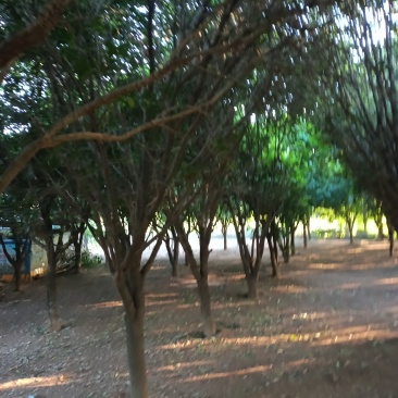 **八月桂花树