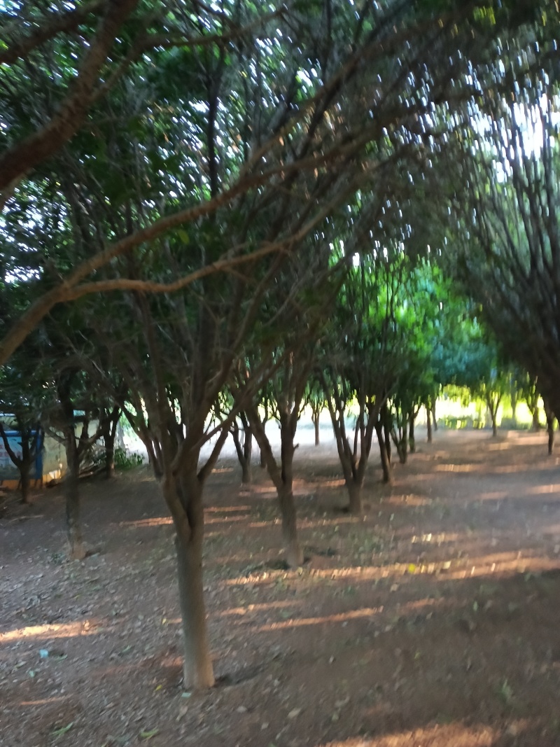 **八月桂花树