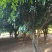 **八月桂花树