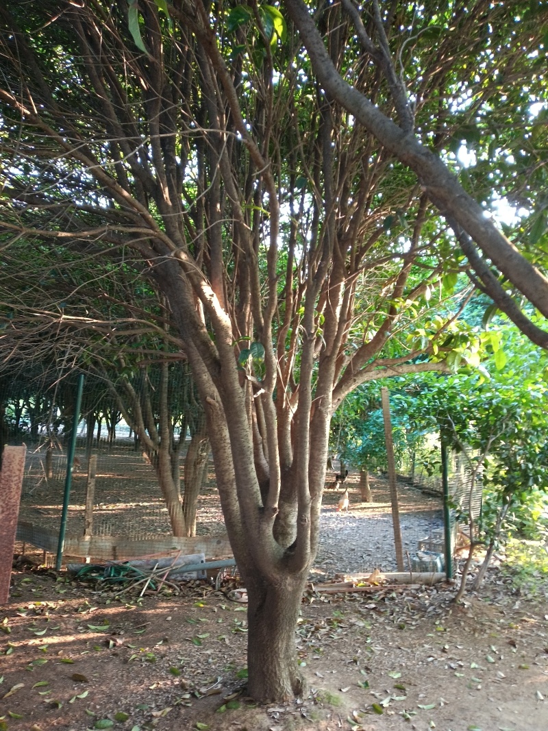**八月桂花树