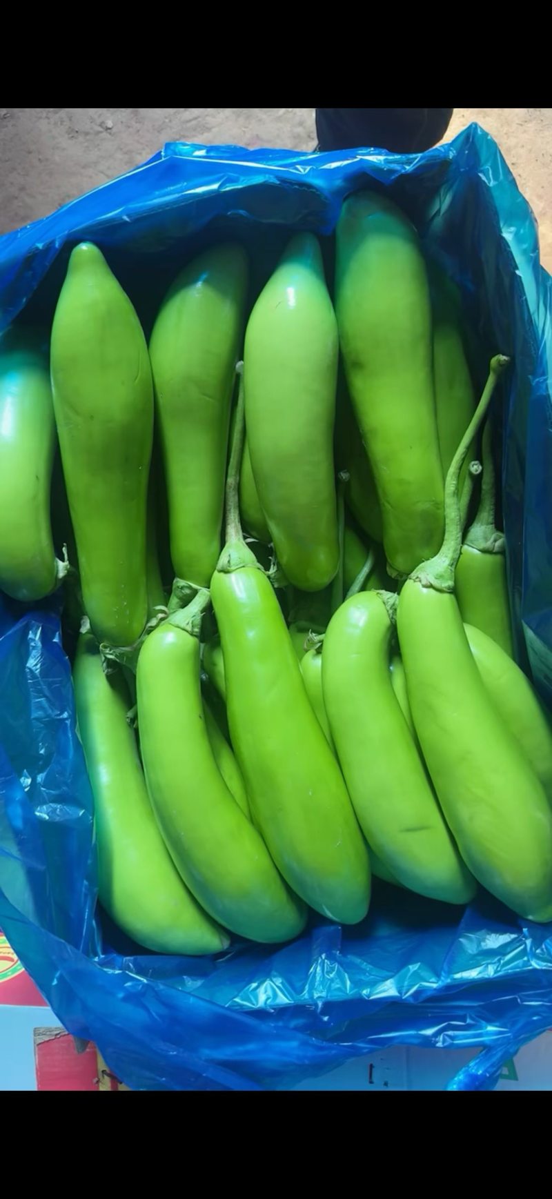 南通精品大棚青茄大量上市中大量有货价格便宜